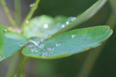 Close-up of raindrops on leaves