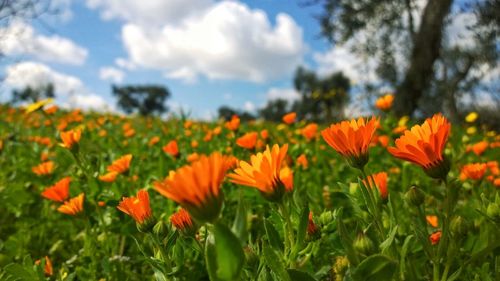 Close-up of flowers blooming in field