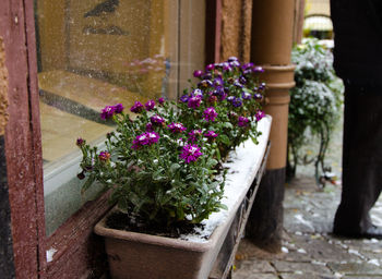 Close-up of purple flowers blooming outdoors