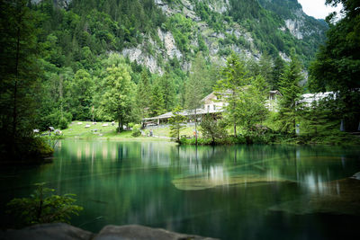 Scenic view of lake by trees in forest