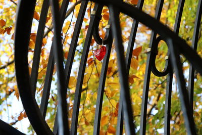 Close-up of plants on metal fence