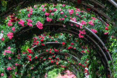 View of flowering plants in garden