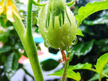 Close-up of wet plant