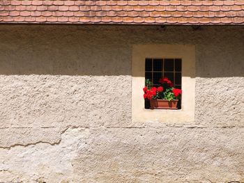 Potted plant on window of building