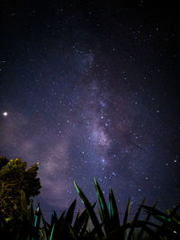 Low angle view of trees against sky at night