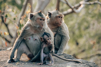 Monkeys sitting outdoors