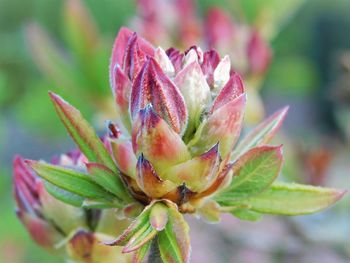 Close-up of flowering plant