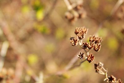 Close-up of wilted plant