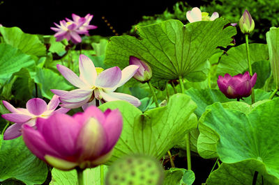 Close-up of pink flowering plants