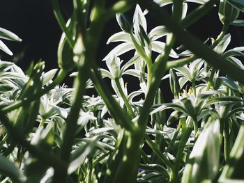 Close-up of plants growing on field