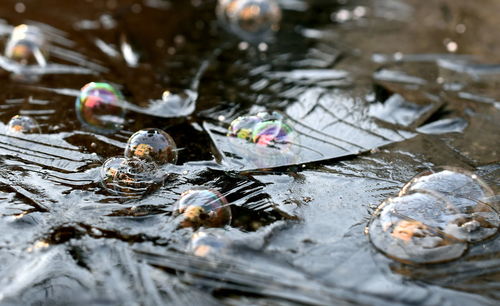 Close-up of crab in water