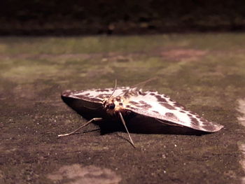 Close-up of butterfly