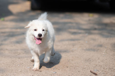 Portrait of a dog