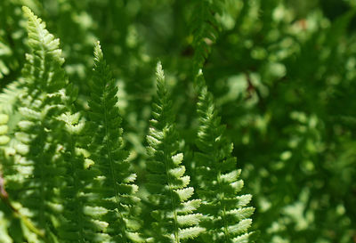 Close-up of fern leaves