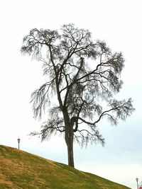 Bare tree on field against clear sky