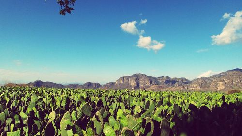 Prickly pear cactus growing on field against sky