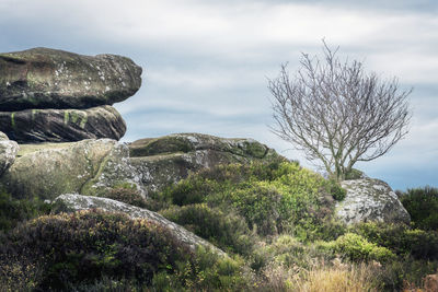 The rock formations at brimham in nidderdale are scattered over 50 acres on brimham moor