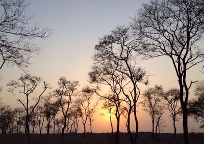 Silhouette trees against sky during sunset