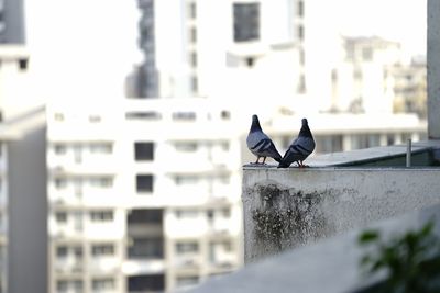 Bird perching on retaining wall in city