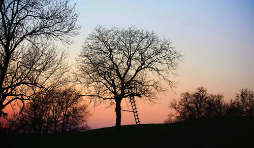 Silhouette of bare tree at sunset