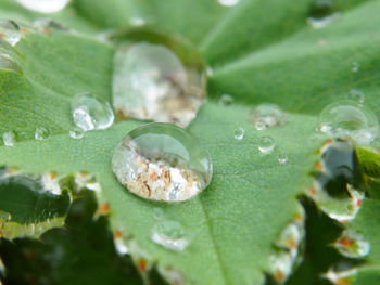 Close-up of water drops on leaf