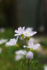 Close-up of white flowering plant on field