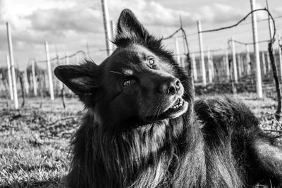Close-up of a dog looking away
