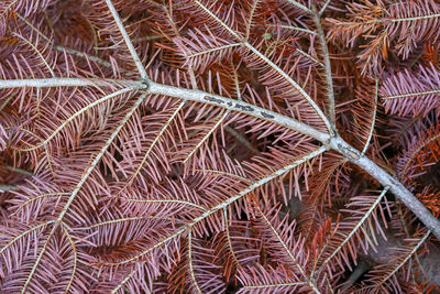 Full frame shot of plants