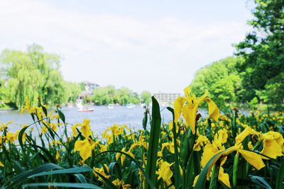 Plants growing in water