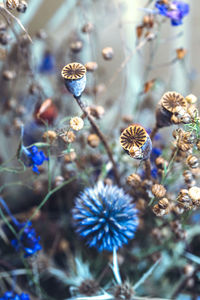 Close-up of purple flowering plant