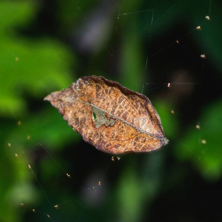 close-up, leaf, focus on foreground, nature, natural pattern, fragility, selective focus, leaf vein, green color, outdoors, day, beauty in nature, no people, plant, animal antenna, growth, green, animal markings