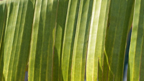 Full frame shot of green leaf