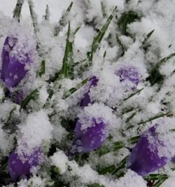 Full frame shot of flowers in snow