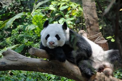 Relaxing panda