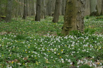 View of white flowering plants in a forest