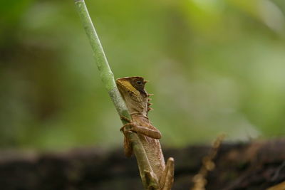 Close-up of insect on plant