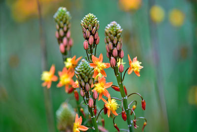 Close-up of orange flowering plant