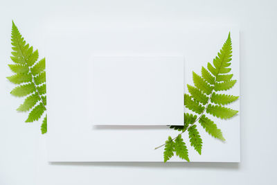 Digital composite image of plant against white background