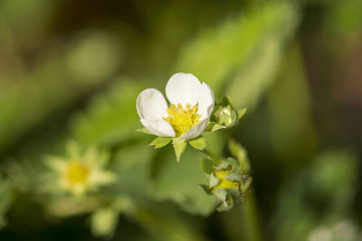 Close-up of white flowering plant