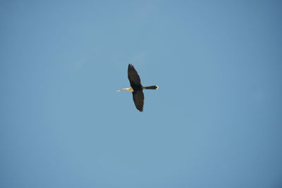 Low angle view of bird flying against clear blue sky