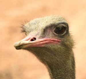 Close-up of a bird looking away