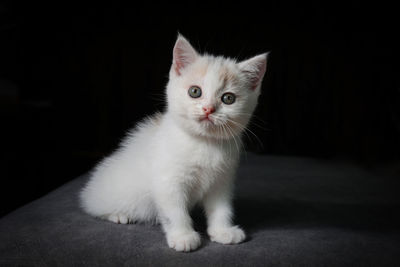 Close-up portrait of cat