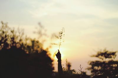 Low angle view of trees against sky