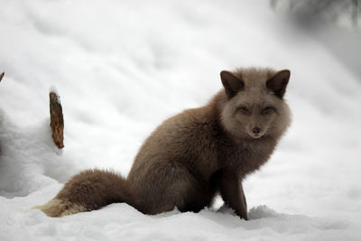 Portrait of cat on snow field