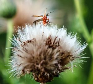 Close-up of bee on flower