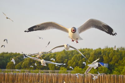 Seagulls flying in the sky