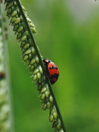 Close-up of ladybug on leaf