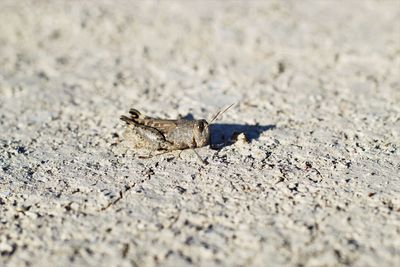 Close-up of lizard on land