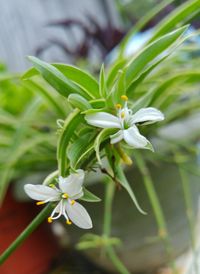 Close-up of plant