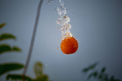 Close-up of raindrops on orange plant